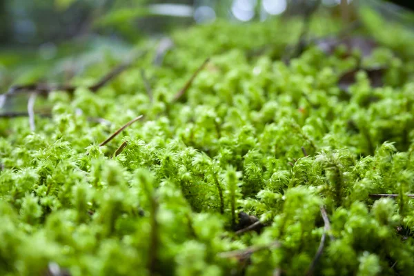 Prachtig Gedetailleerd Groen Mos Het Bos Macro Shot Van Dichtbij — Stockfoto