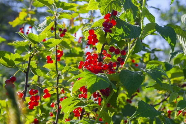 Grosella Roja Madura Jugosa Rama Verde Día Soleado Cerca Manojo —  Fotos de Stock