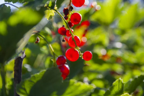 Red Ripe Juicy Currant Green Branch Sunny Day Close Red — Stock Photo, Image