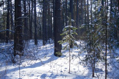 Kış günü kış ormanı manzarası. Karla kaplı Orman Güneş Işığı 