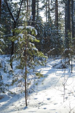 Kış günü kış ormanı manzarası. Kar Kaplı Orman Güneşi Dikey Aydınlatma