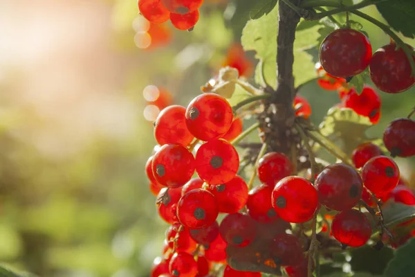 Ribes Succoso Rosso Maturo Sul Ramo Verde Giornata Sole Vicino — Foto Stock