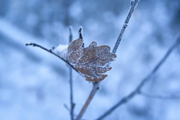 黄褐色的老橡木叶 上面覆盖着霜冻和冰晶 挂在冬天的早晨宏观照片上 冬季来临的概念 寒冷的天气 圣诞节 — 图库照片