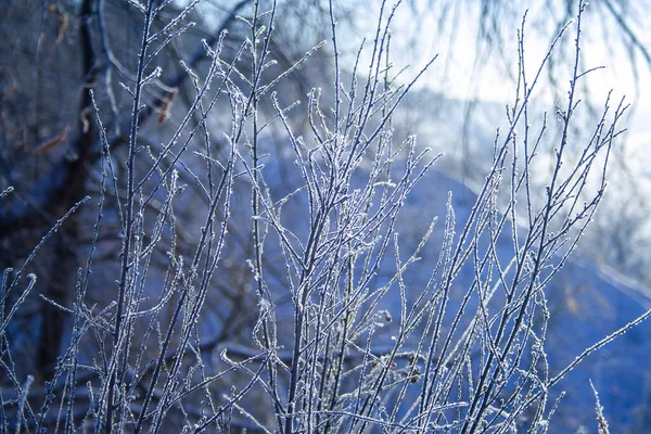 Erba Prato Coperto Brina Dopo Una Nebbia Notturna All Inizio — Foto Stock