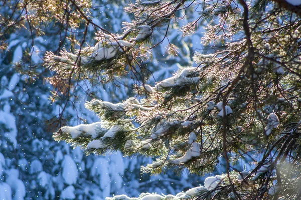 Lush Fir Branches Covered Snow Snowfall Rays Sun Sunny Winter — Stock Photo, Image