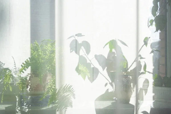 Pencereden Kalın Beyaz Perdelere Doğru Güneş Işığı Pencere Kenarında Bitkiler — Stok fotoğraf