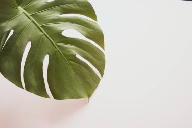 Canavar yaprağı arka planı. Pastel arka planda tropik orman palmiyesi yaprakları. Uzayı kopyala yaz minimal arkaplan düzlüğü, yukarıdan görünüm