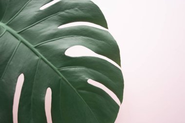 Canavar yaprağı arka planı. Pastel arka planda tropik orman palmiyesi yaprakları. Uzayı kopyala yaz minimal arkaplan düzlüğü, yukarıdan görünüm