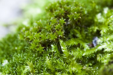taze taş yüzeyinde yosun büyüdü. Makro fotoğraf tarafından gelen