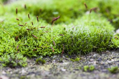 taze taş yüzeyinde yosun büyüdü. Makro fotoğraf tarafından gelen
