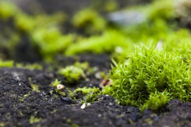 taze taş yüzeyinde yosun büyüdü. Makro fotoğraf tarafından gelen