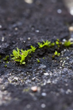 taze taş yüzeyinde yosun büyüdü. Makro fotoğraf tarafından gelen