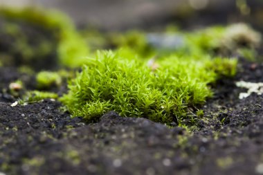taze taş yüzeyinde yosun büyüdü. Makro fotoğraf tarafından gelen