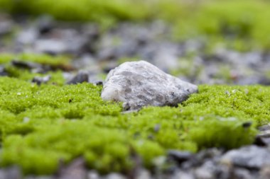 küçük taşlar üzerinde büyüyen yeşil yosun. Mikro manzara