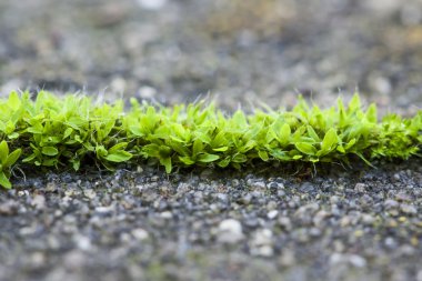 Kaldırımda büyüyen yeşil yosun dar streç. Mikro landscap