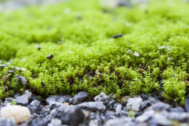 küçük taşlar üzerinde büyüyen yeşil yosun. Mikro manzara