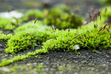 Kaldırımda büyüyen yeşil yosun. Mikro manzara