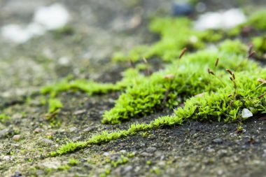 Kaldırımda büyüyen yeşil yosun. Mikro manzara
