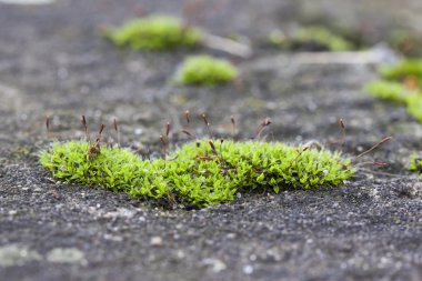 Kaldırımda büyüyen yeşil yosun. Mikro manzara