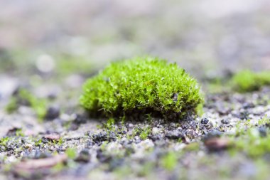 Kaldırımda büyüyen yeşil yosun küçük ada. Mikro manzara