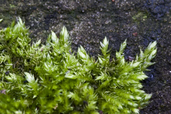 Musgo recién crecido en la superficie de piedra. macro foto desde el lado —  Fotos de Stock