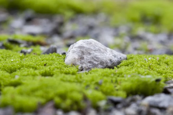 küçük taşlar üzerinde büyüyen yeşil yosun. Mikro manzara