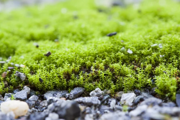 küçük taşlar üzerinde büyüyen yeşil yosun. Mikro manzara