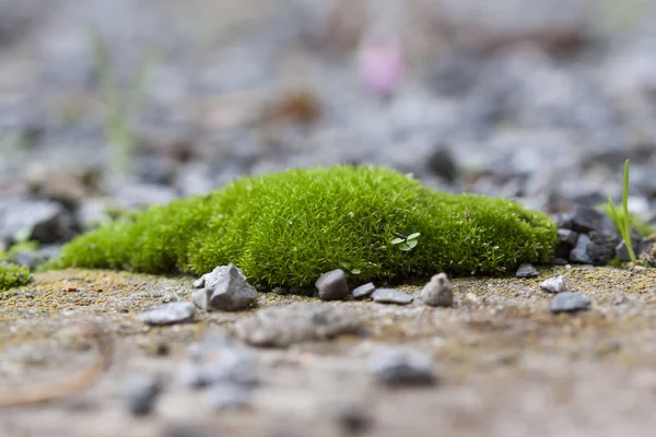 Groene mos groeit op de stoep. Micro landschap Rechtenvrije Stockfoto's