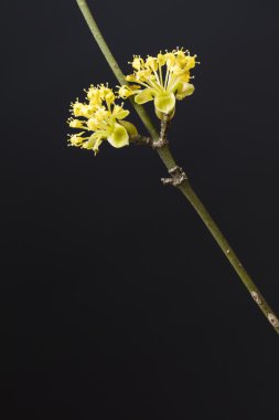 Kızılcık kiraz (Cornus mas) çiçekli, Berlin, Almanya