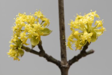 Kızılcık kiraz (Cornus mas) çiçekli, Berlin, Almanya