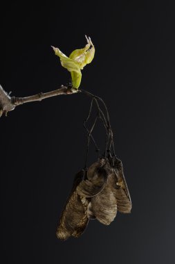 dal siyah akçaağaç ağaç (Acer)