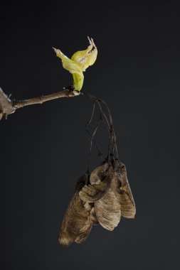 dal siyah akçaağaç ağaç (Acer)