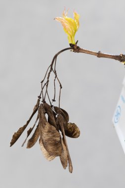 samaras (akçaağaç tuş) üzerinden aut ile bahar Akça ağaç (Acer)