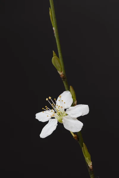 Isolado Prunus avium flowering, Alemanha — Fotografia de Stock