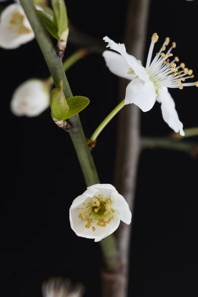 Изолированный Prunus avium flowering, Германия — стоковое фото