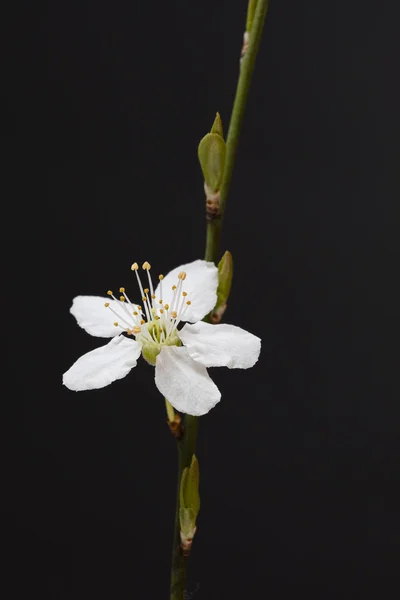 Isolated Prunus avium flowering,  Germany — Stock Photo, Image