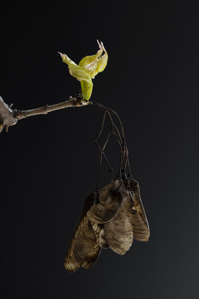 twig of a maple tree (Acer) on black