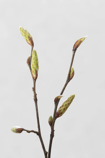 Ramoscello di luppolo Albero di carpino (Ostrya carpinifolia ) — Foto Stock