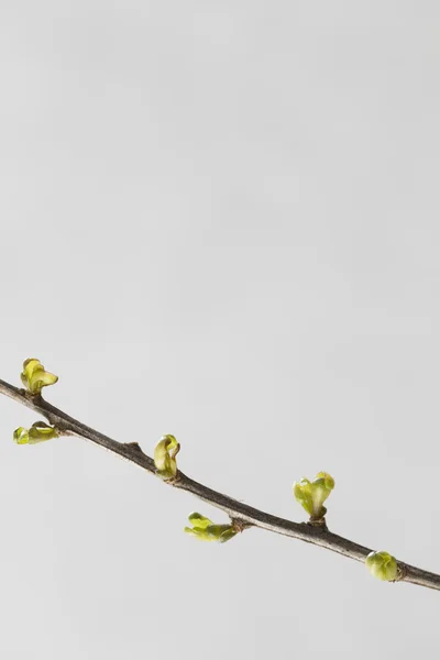 Folhas jovens no galho diagonal isolado em preto — Fotografia de Stock