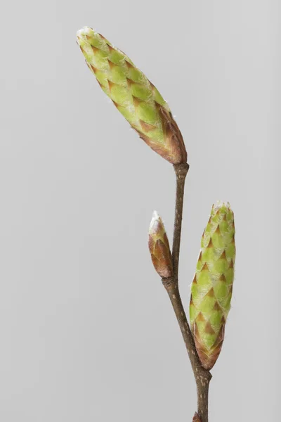 홉 서 나 무속 트리 (새우 carpinifolia의 나뭇가지) — 스톡 사진