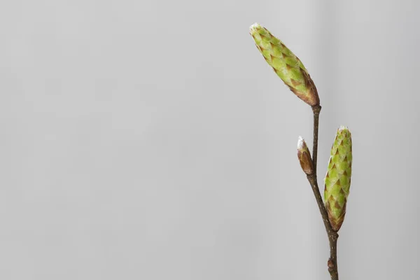 Twig van Hop haagbeuk boom (Ostrya carpinifolia), kopiëren van ruimte — Stockfoto