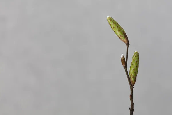 홉 서 나 무속 트리 (새우 carpinifolia)의 나뭇가지, 공간 복사 — 스톡 사진