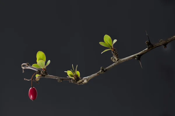 매 발톱 나무 (Berberis), 과일 및 잎 — 스톡 사진