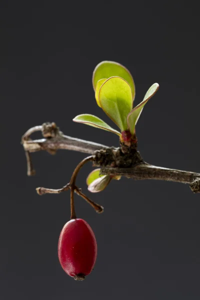 매 발톱 나무 (Berberis), 과일 및 잎 — 스톡 사진