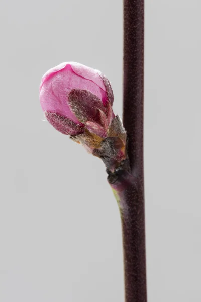 꽃 봉 오리와 복숭아 나뭇가지 (Prunus persica) — 스톡 사진