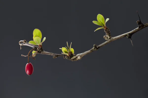 매 발톱 나무 (Berberis), 과일 및 잎 — 스톡 사진