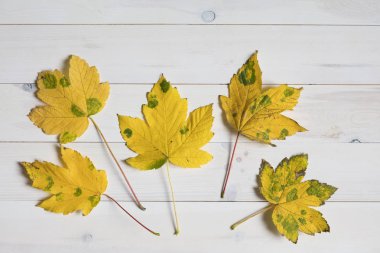 Beyaz ahşap backg yeşil noktalar ile sarı akçaağaç ağaç yapraklar
