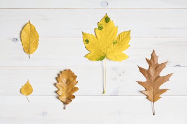 Beyaz bir ahşap arka plan ağaç yapraklar. grafik düz yatıyordu