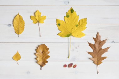 Beyaz bir ahşap arka plan ağaç yapraklar. grafik düz yatıyordu 