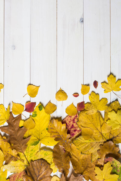 colorful leafs on a white wooden background. graphic flat lay sy